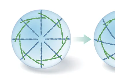 Illustration of fibers in a cell twisting